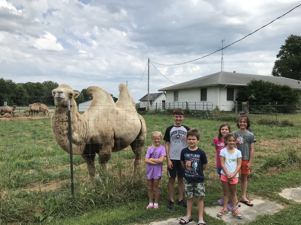 Visting the Camels in Avon2